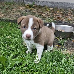 Eeny, Australian Cattle Dog/Blue Heeler, young, available for adoption