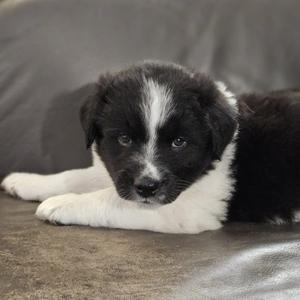 A black and white puppy lying on a gray surface.