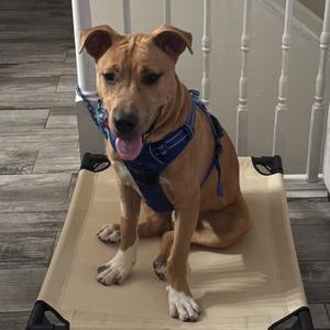 A brown dog wearing a blue harness, sitting on a beige dog bed with a white railing in the background.