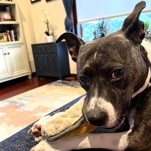 Florabelle, Pit Bull Terrier, adult, available for adoption