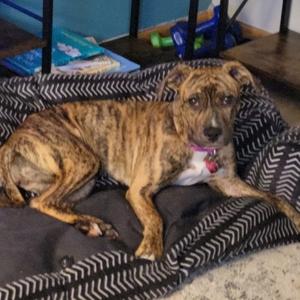 Wini, Pit Bull Terrier, young, available for adoption