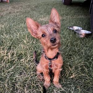 Chewbacca, Terrier, adult, available for adoption