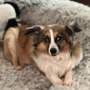 Bryce, Australian Shepherd, adult, available for adoption