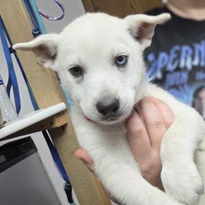 Talia, Husky, young, available for adoption
