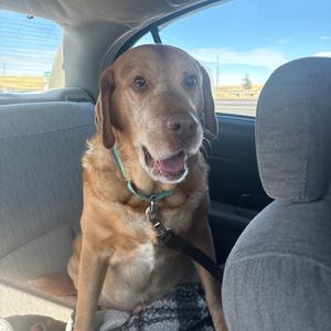 Lucky, Retriever, Yellow Labrador, senior, available for adoption