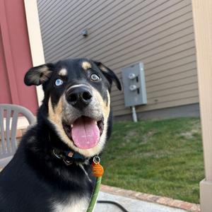 Bear, Shepherd, German, adult, available for adoption