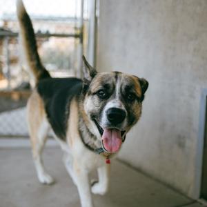 A dog with a black and tan coat, standing and looking at the camera with its tongue out.