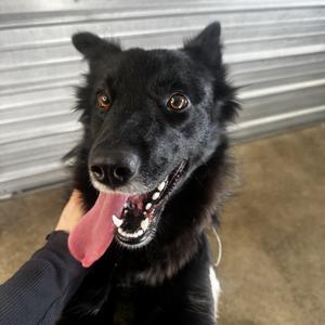 Tumbleweed, Collie, adult, available for adoption