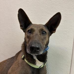 Blueberry, Shepherd, adult, available for adoption