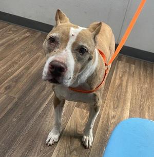 a brown and white dog wearing an orange leash standing on a wooden floor