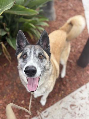 Baby Sing, German Shepherd Dog, adult, available for adoption