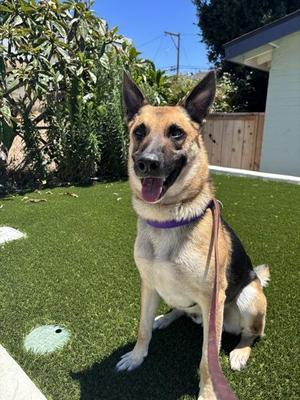 Benito, German Shepherd Dog, adult, available for adoption