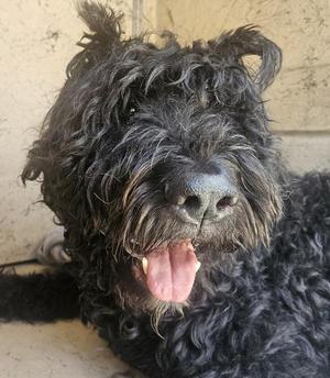 Bear, Bouvier des Flandres, adult, available for adoption