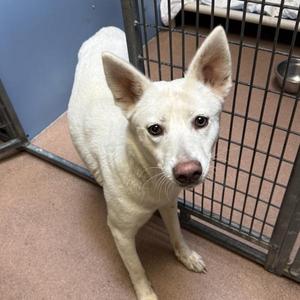 Bella, Siberian Husky, adult, available for adoption