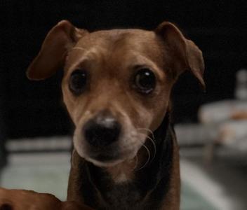 Bear, Chihuahua / Terrier, senior, available for adoption