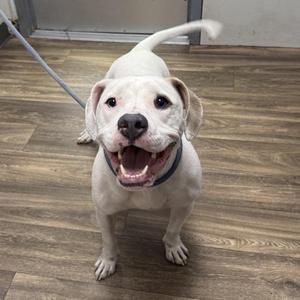 A white dog with a black collar standing on a wooden floor, looking up with its mouth open and tongue out.