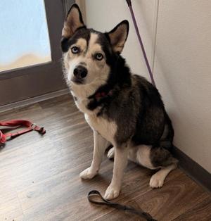Astro, Siberian Husky, adult, available for adoption