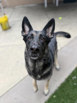 Athena, German Shepherd Dog, adult, available for adoption