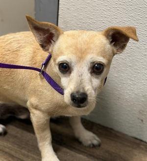 Biscuit, Chihuahua, adult, available for adoption