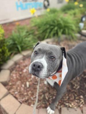 A gray pit bull with a white patch on its face and a bandana around its neck, standing on a brick path with greenery and yellow flowers in the background.