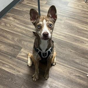 A brown and white dog with blue eyes sitting on a wooden floor, wearing a black harness.