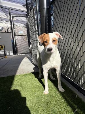 Barkquaad, Shepherd, young, available for adoption