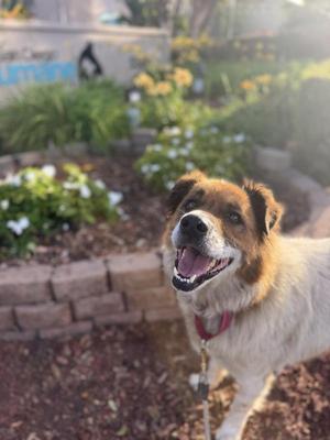 a happy dog with a red collar standing in a garden