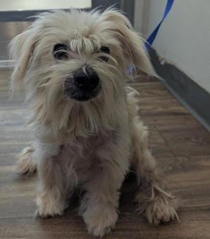 A small, fluffy dog with light-colored fur sitting on a wooden floor.
