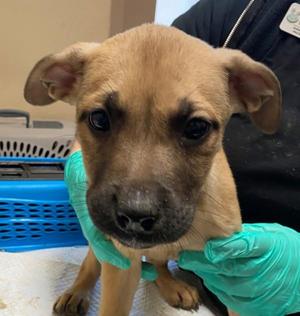 Bobo, Shepherd, adult, available for adoption