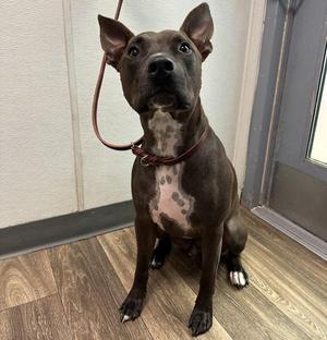 Blase, Pit Bull Terrier, adult, available for adoption