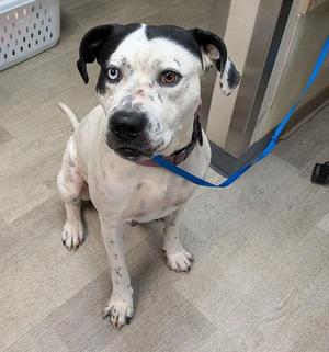 A black and white dog with heterochromia (one blue eye, one brown eye) sits on a light-colored floor, looking towards the camera. The dog is wearing a collar and is attached to a blue leash.