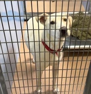 Archer, Labrador Retriever, adult, available for adoption
