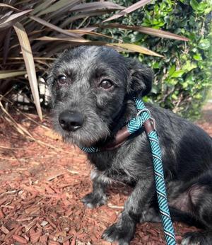Barbie, Terrier, young, available for adoption