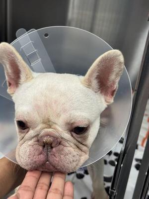 A white French bulldog wearing a cone collar, being held by a person's hand.