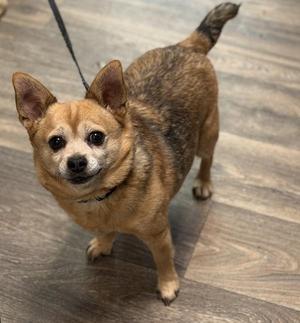 A small brown dog with pointed ears and a short tail standing on a wooden floor, looking up at the camera.