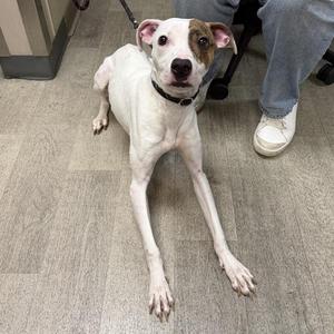 A white dog with brown patches on its face and ears is lying on a wooden floor. The dog is wearing a black collar and appears to be looking directly at the camera. A person's leg and foot are visible in the background, wearing blue jeans and white sneakers.
