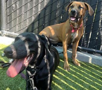 Babydoll, Labrador Retriever, young, available for adoption
