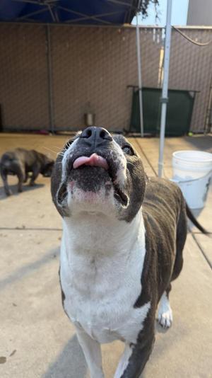 Bella, Pit Bull Terrier / American Staffordshire Terrier, senior, available for adoption