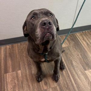 Awesome Sauce, Mastiff, adult, available for adoption