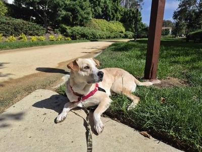 Barry Manilow, Shepherd, adult, available for adoption