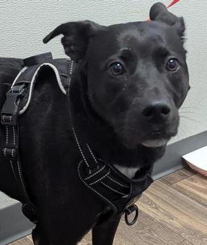 Birdie, Labrador Retriever, adult, available for adoption