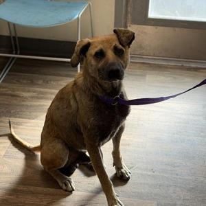 Bark Wahlberg, Shepherd, adult, available for adoption