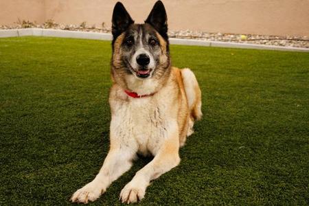 Baby Sing, German Shepherd Dog, adult, available for adoption