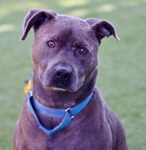 A brown dog with a blue collar looking directly at the camera.