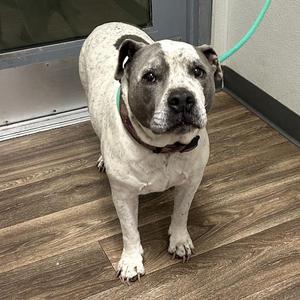 A white and gray dog with a black nose and brown eyes, wearing a red collar, standing on a wooden floor.