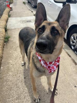 Beverly, German Shepherd Dog, adult, available for adoption