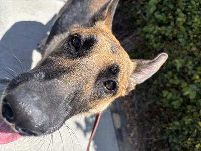 Beverly, German Shepherd Dog, adult, available for adoption