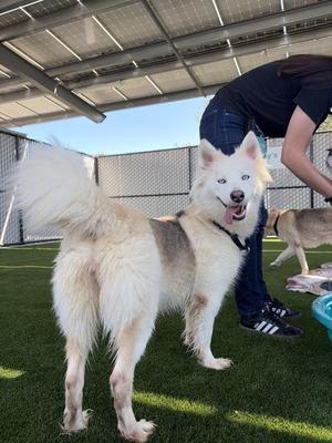 Bettina, Siberian Husky, adult, available for adoption