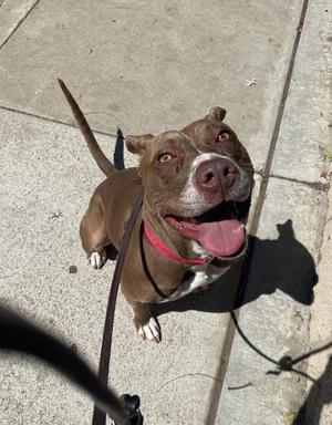 Biscotti, Pit Bull Terrier, adult, available for adoption