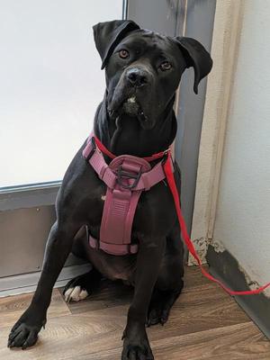 Angelica, Cane Corso, adult, available for adoption